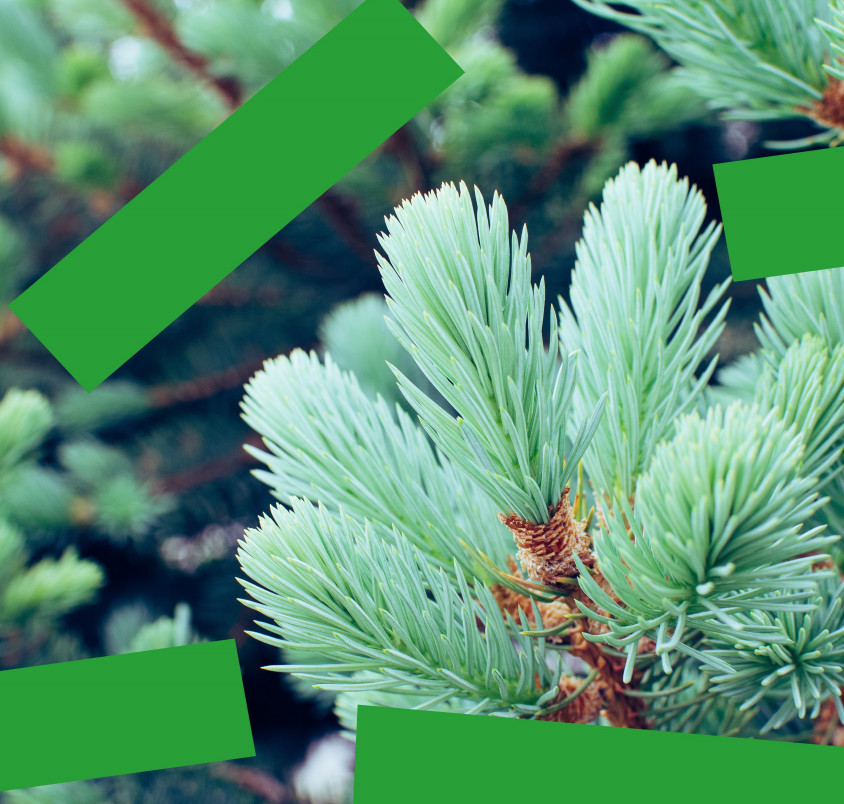 Висаджування ялинок на території ВДНГ